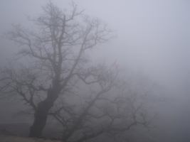 Туманное дерево