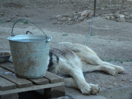 Никто не водится со мной...