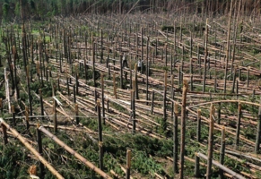 разрушенный лес