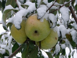 ледяные яблочки