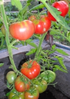 гроздья томатов