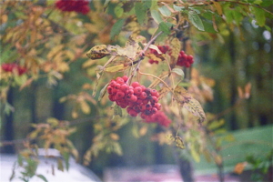 Рябина, листья, пленка.