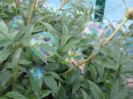 пионы в пузырях)))