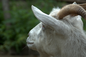 задумчивость козы