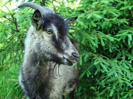 Бабушкина кормилица.