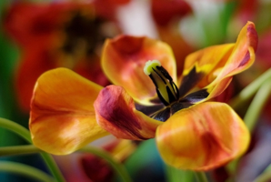 Когда тюльпаны раскрывают цвет