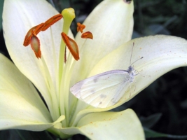 Белый мотылек на белой лилии