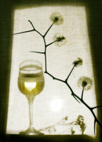 Белое вино на белом фоне