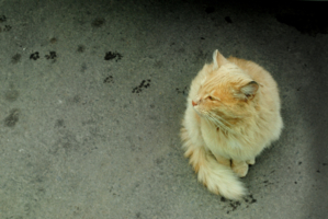 Я буду скучать...