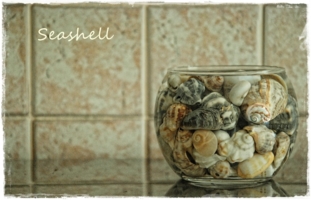 *Seashell*