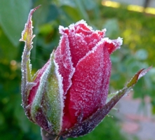 сахарная роза