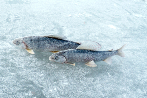 Ледяная рыбка
