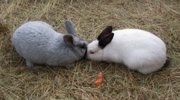 Любовь-морковь
