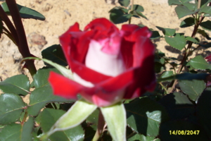 Бело красная роза