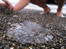 смерть медузе