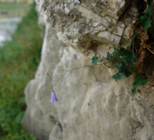 И на камнях растут цветы...