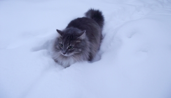 зимняя кошка