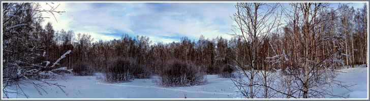 Хмурый зимний лес