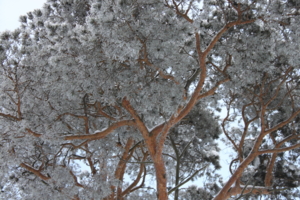 Зима.Дерево