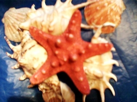 Морская звезда среди ракушек2