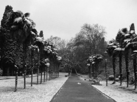 Пальмы в снегу