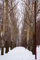 Снежная аллея в парке
