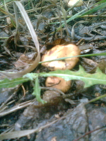 грибы в дождь