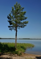 дерево у озера