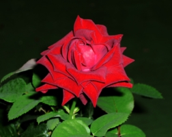 Алая роза