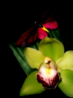 Домашняя орхидея
