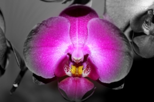 "Orchidáceae"