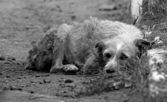несчастный, бездомный пёс