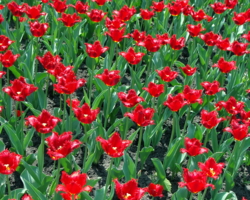 Tulip Woodstock