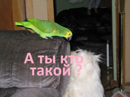 А ты кто такой?