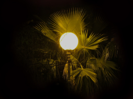 Пальмовый фонарь