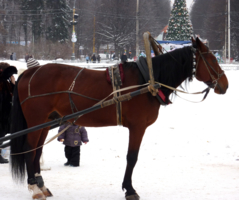 Припарковалась