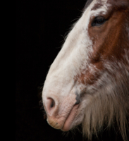 Портрет одной знакомой лошади