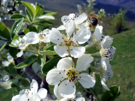 Весенние хлопоты пчелы