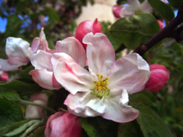 Яблони в цвету - весны кружение!