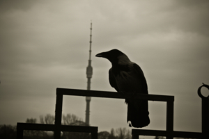 мрачная ворона