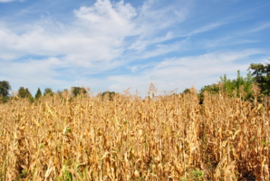 В кукурузном поле
