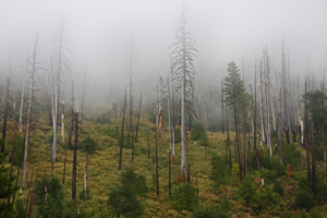 Горелый лес в тумане