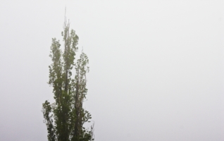 Одинокое дерево в тумане 