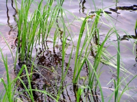 Отражение травы на воде
