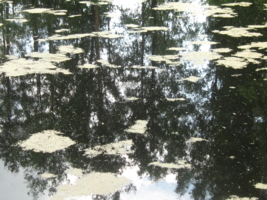 Отражение в воде