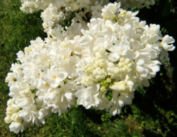 Белая пена цветения