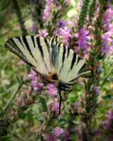 Бабочка-полосатик