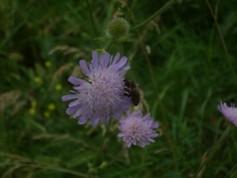 пчелка нектар собирает