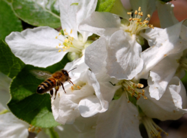 О яблонях и пчёлах