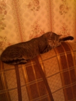Кот отдыхает после ночной охоты